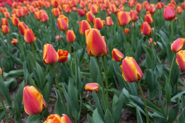 çiçek açan laleler