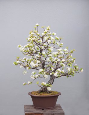 Bonsai bitki