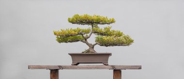 Bonsai bitki