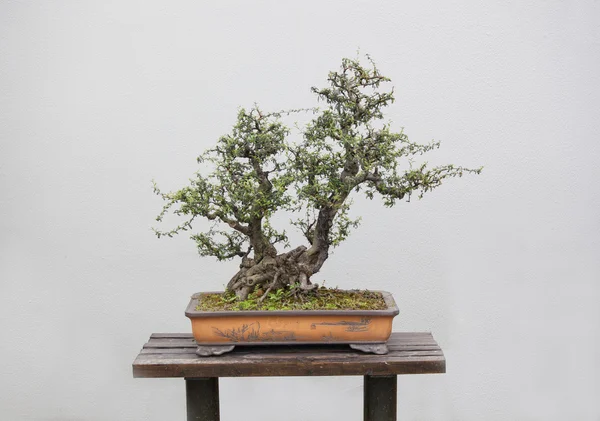 Bonsai-Pflanzen — Stockfoto