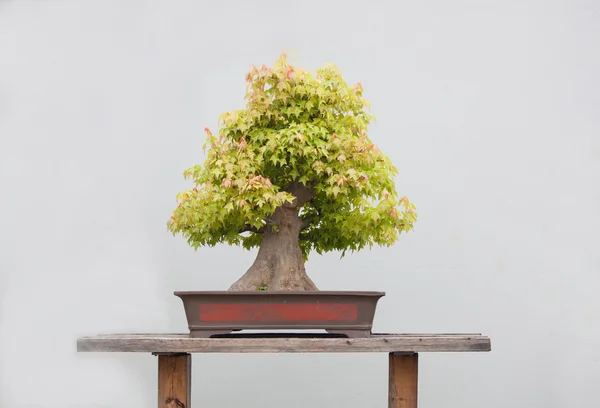 Plantas de bonsai — Fotografia de Stock