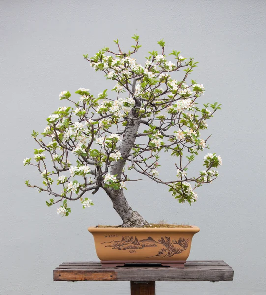 Bonsai växter — Stockfoto