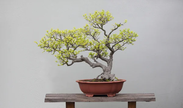 Bonsai växter — Stockfoto