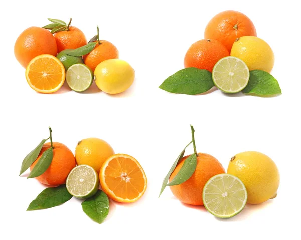 Citrusfrukter samling — Stockfoto