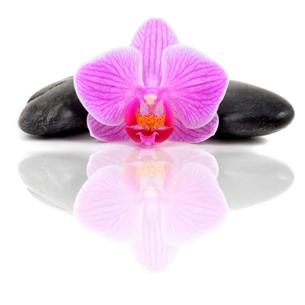 Orchid and stones — Stock Photo, Image