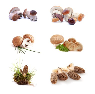 Mushrooms collection clipart
