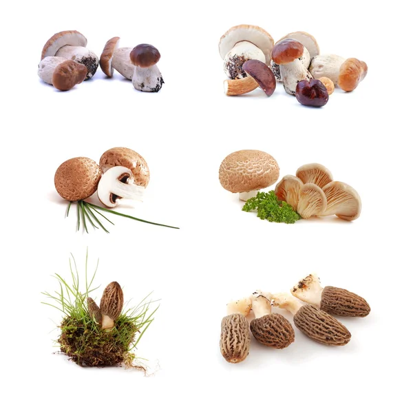 Mushrooms collection — Stock Photo, Image