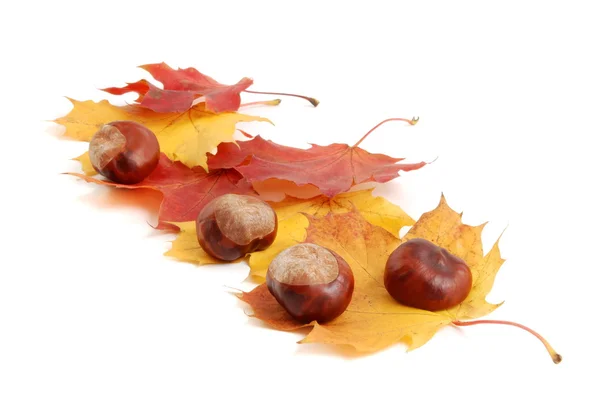 Kastanien und Herbstblätter — Stockfoto