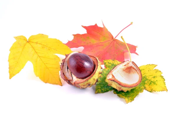 Chestnuts and autumn leaves — Stock Photo, Image
