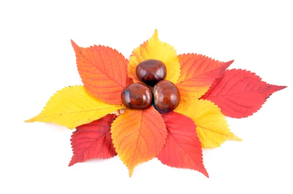 Chestnuts and autumn leaves — Stock Photo, Image