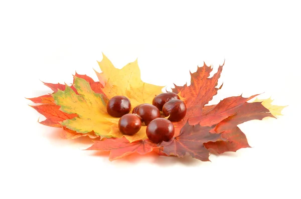 Kastanien und Herbstblätter — Stockfoto