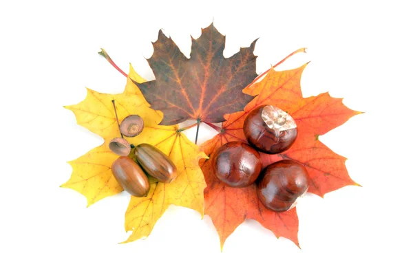 Kastanien und Herbstblätter — Stockfoto