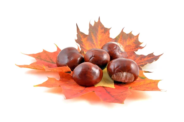 Kestane ve sonbahar yaprakları