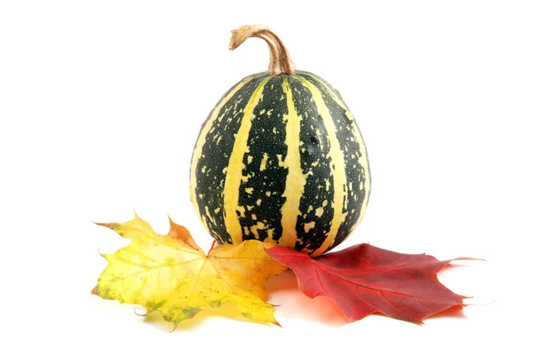 Autumn decoration — Stock Photo, Image