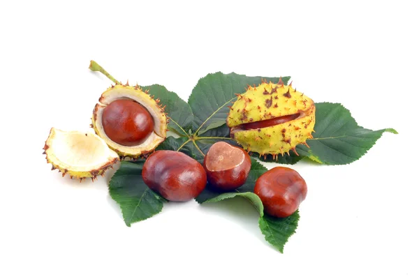 Chestnuts — Stock Photo, Image