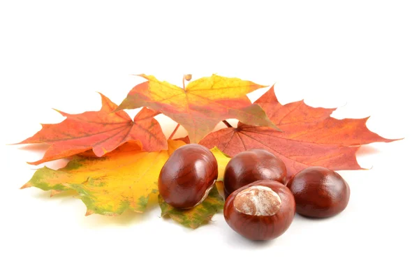 Chestnuts — Stock Photo, Image