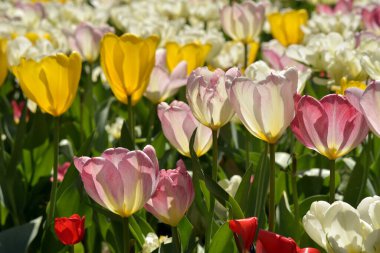 Laleler - Pastel renklerde bahar çiçekleri. lalelerin arka planı. 