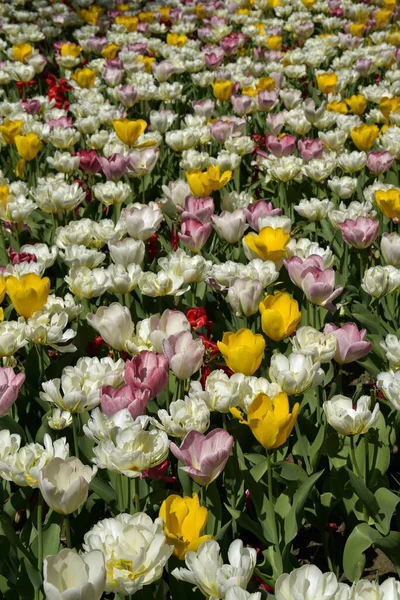 Τουλίπες Ανοιξιάτικα Λουλούδια Παστέλ Χρώματα Υπόβαθρο Τουλιών — Φωτογραφία Αρχείου