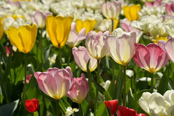 Tulpen Lentebloemen Pastelkleuren Tulpen Achtergrond — Stockfoto