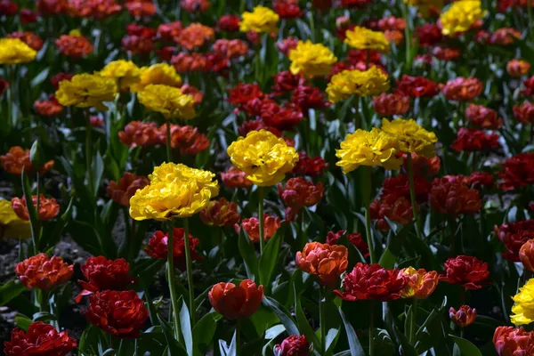 郁金香红色和黄色的花朵 自然背景 — 图库照片