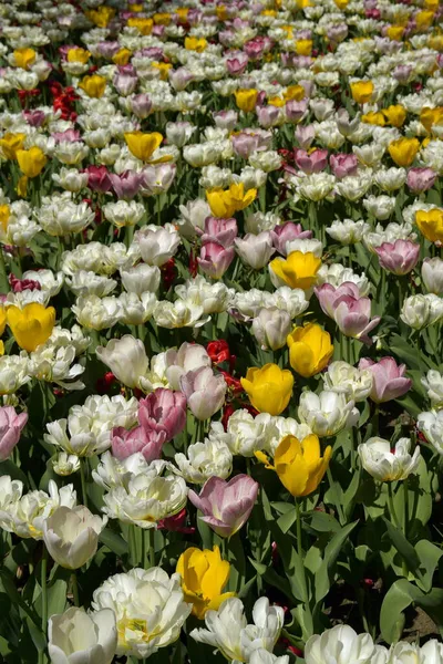 Tulipany Wiosenne Kwiaty Pastelowych Kolorach Tulipany Tle Zdjęcie Stockowe
