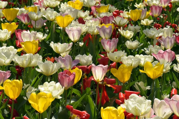 Tulpen Lentebloemen Pastelkleuren Tulpen Achtergrond Rechtenvrije Stockafbeeldingen