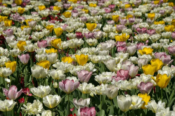 Tulpen Lentebloemen Pastelkleuren Tulpen Achtergrond Stockfoto