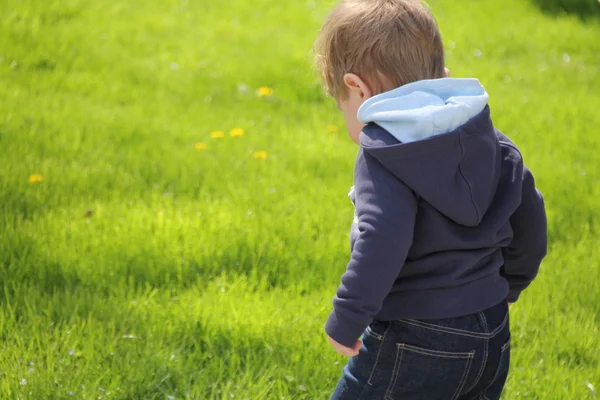 bir oyuncak için arıyorsunuz