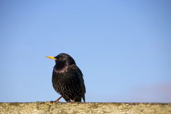 Pájaro negro —  Fotos de Stock