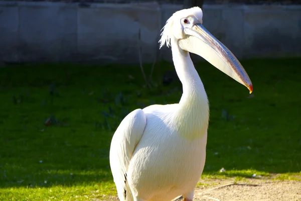 Pelicano Fotografia De Stock