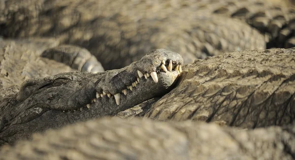 Crocodilo — Fotografia de Stock