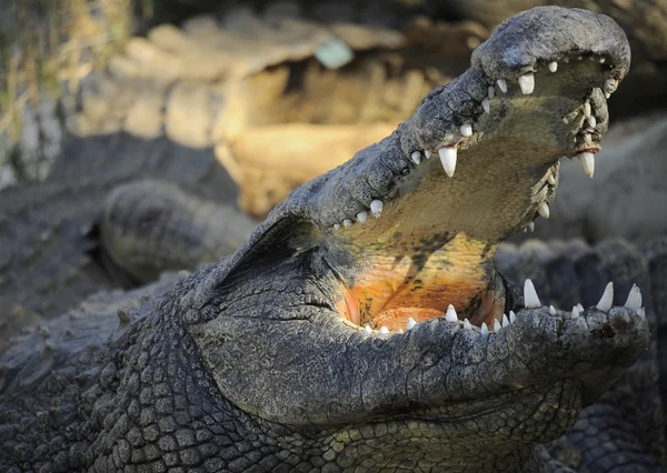 Crocodile — Stock Photo, Image