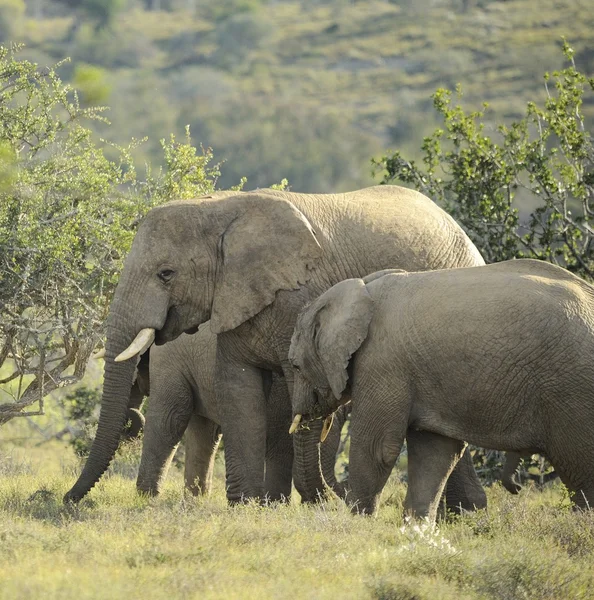 Elefante Fotos de stock libres de derechos