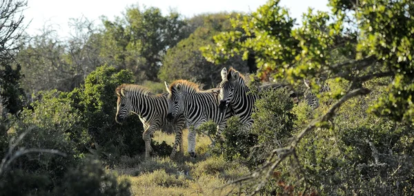 Zebra deseni — Stok fotoğraf