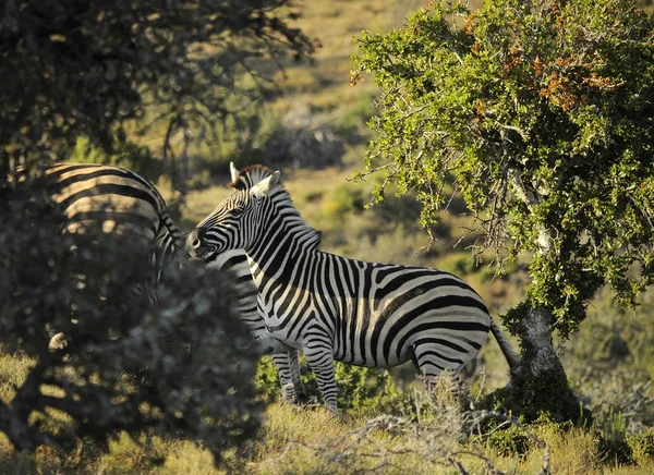 Zebra mintás얼룩말 패턴 — 스톡 사진