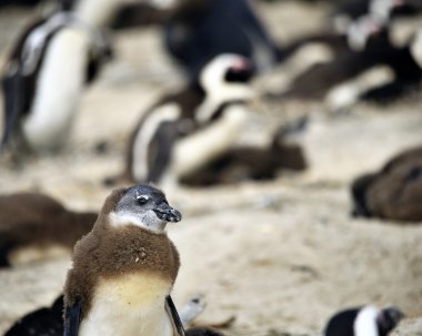 Penguenler