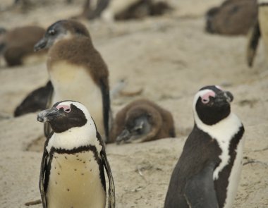 Penguenler