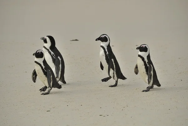 Pinguins. — Fotografia de Stock