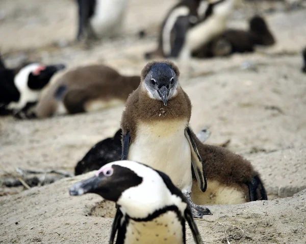 Pinguins. — Fotografia de Stock