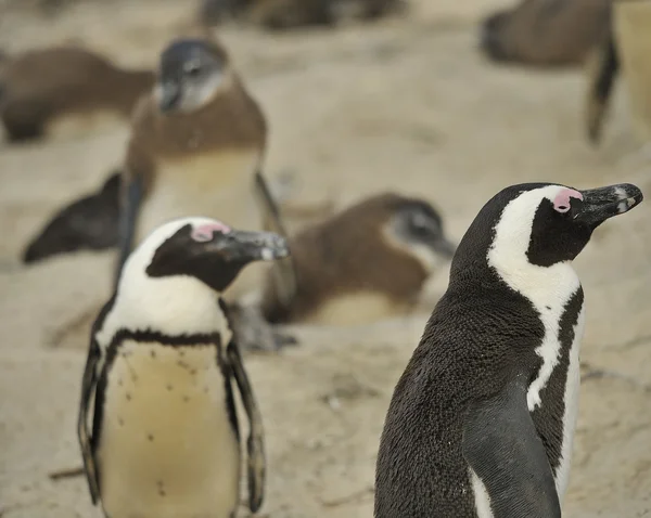 Pinguins. — Fotografia de Stock