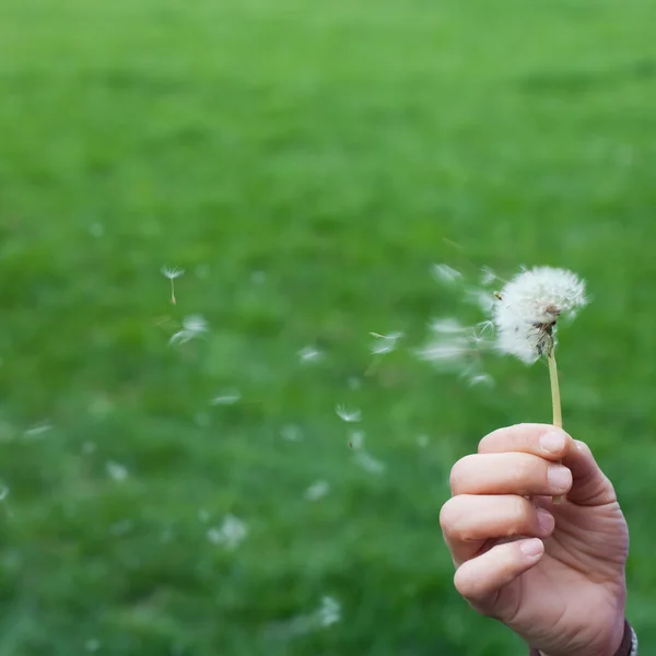 Spreading the seeds. Hand holding a Dandelion