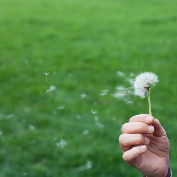 Spreading the seeds. Hand holding a Dandelion