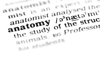 Anatomi word sözlük