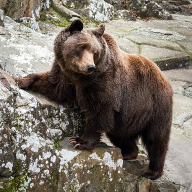Brown Bear standing on a rock clipart