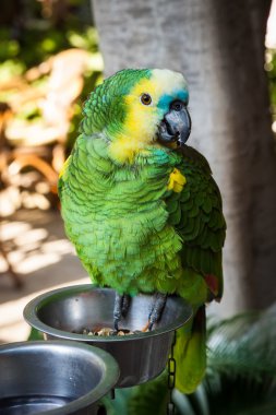 Portrait of Blue fronted Amazon Parrot clipart