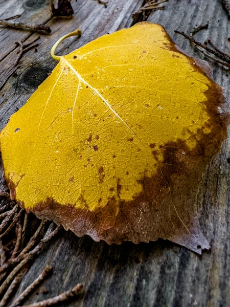 Hoja Oro Caída Única Mesa Madera Bosque Primer Plano Escena — Foto de Stock