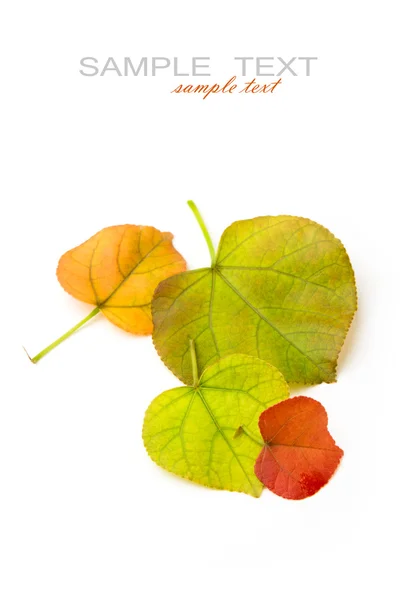 Forma de corazón hojas sobre fondo blanco — Foto de Stock