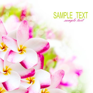 Frangipani plumeria pembe hawaii çiçek