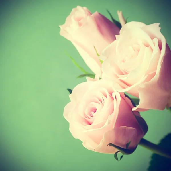 Piękne różowe kwiaty róży na zielonym tle — Zdjęcie stockowe