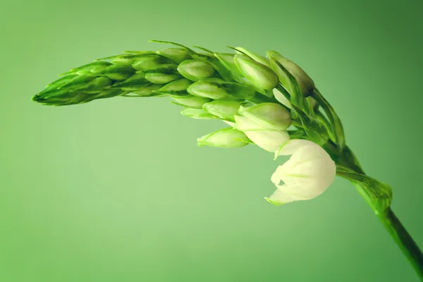 Primer plano de flor de capullo blanco — Foto de Stock